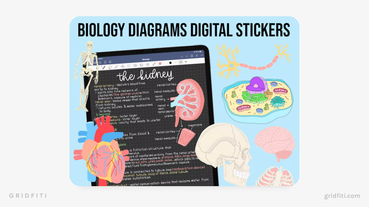 Biology & Anatomy Hand-Drawn Digital Sticker Pack