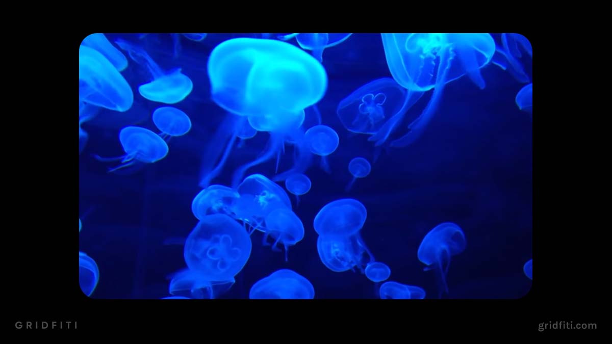 Aquarium YouTube Screensavers