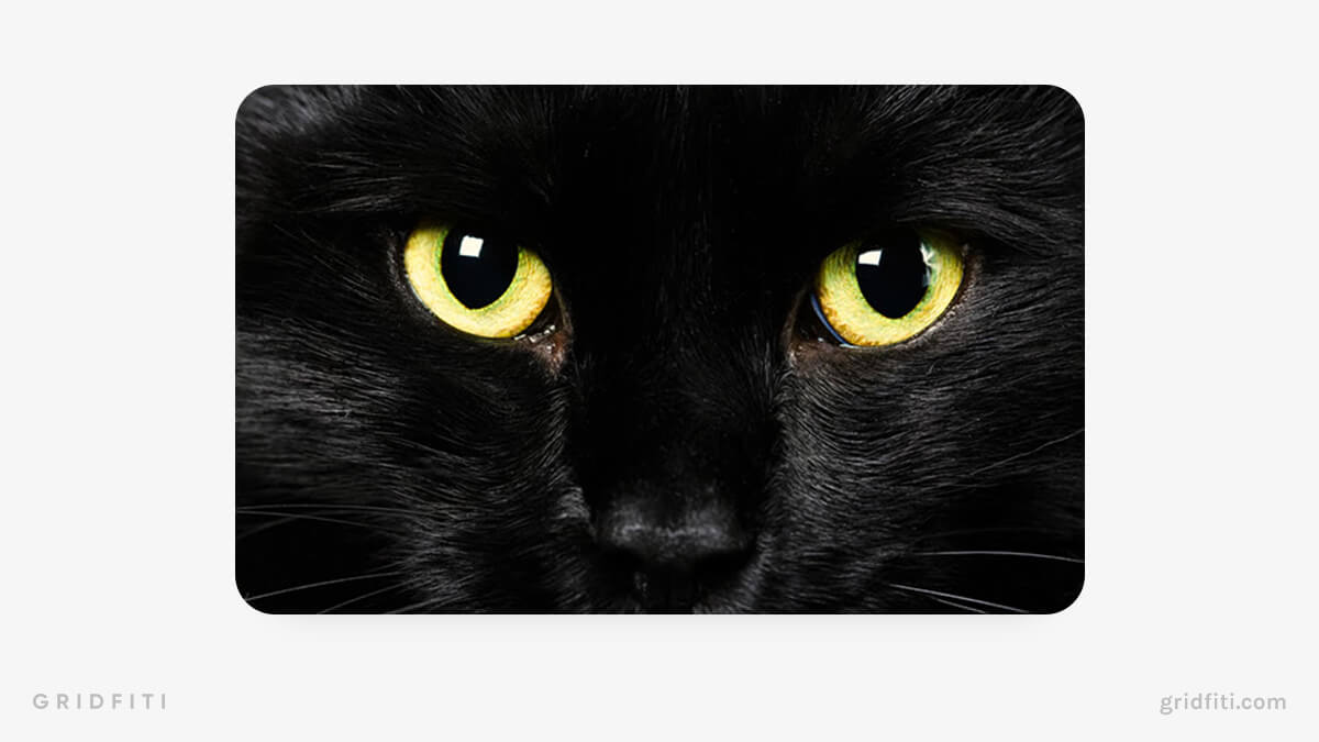 Black Cat Eyes Google Background