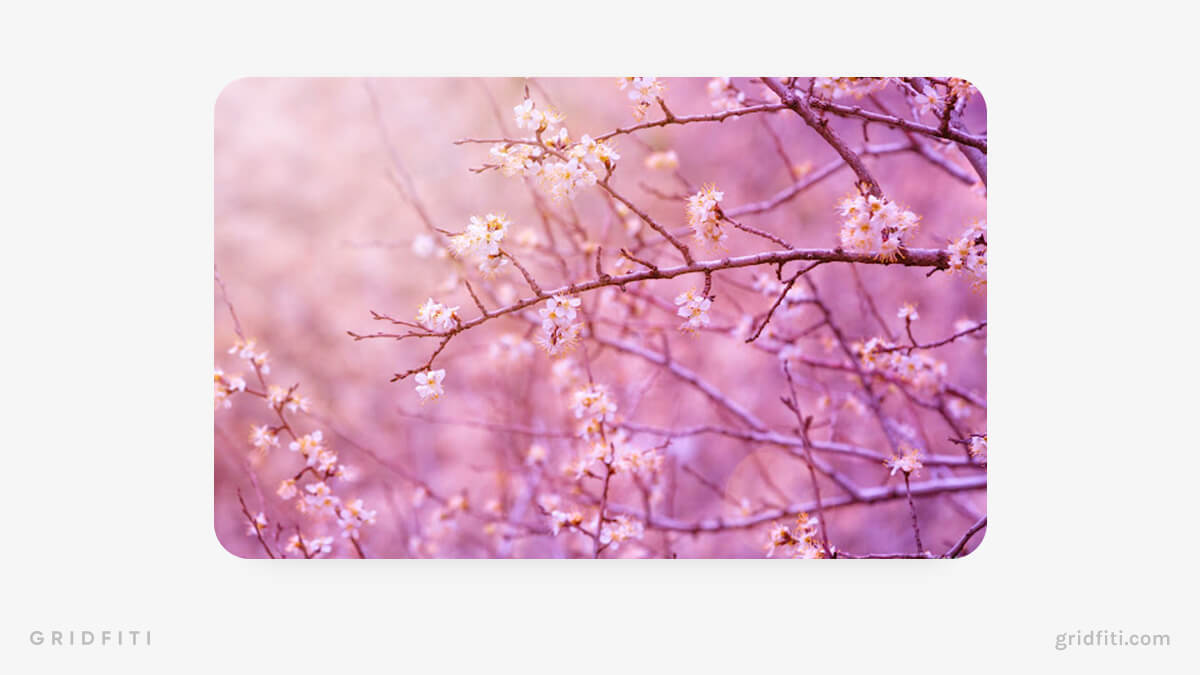 Cherry Blossoms Theme