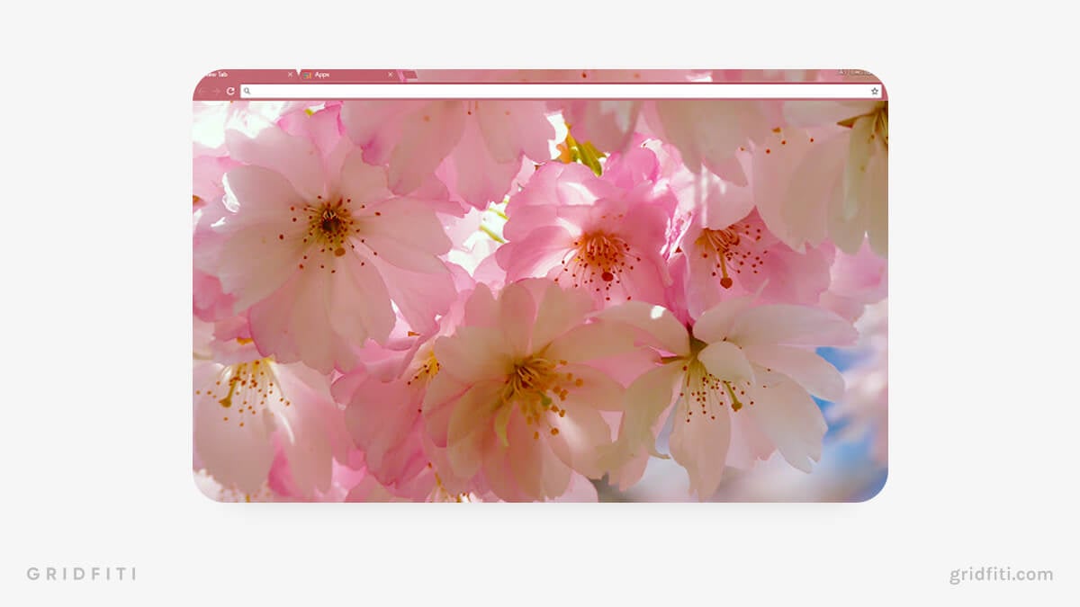 Japanese Cherry Blossom Chrome Background