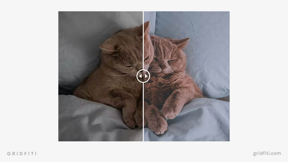 Free Cat Lightroom Presets