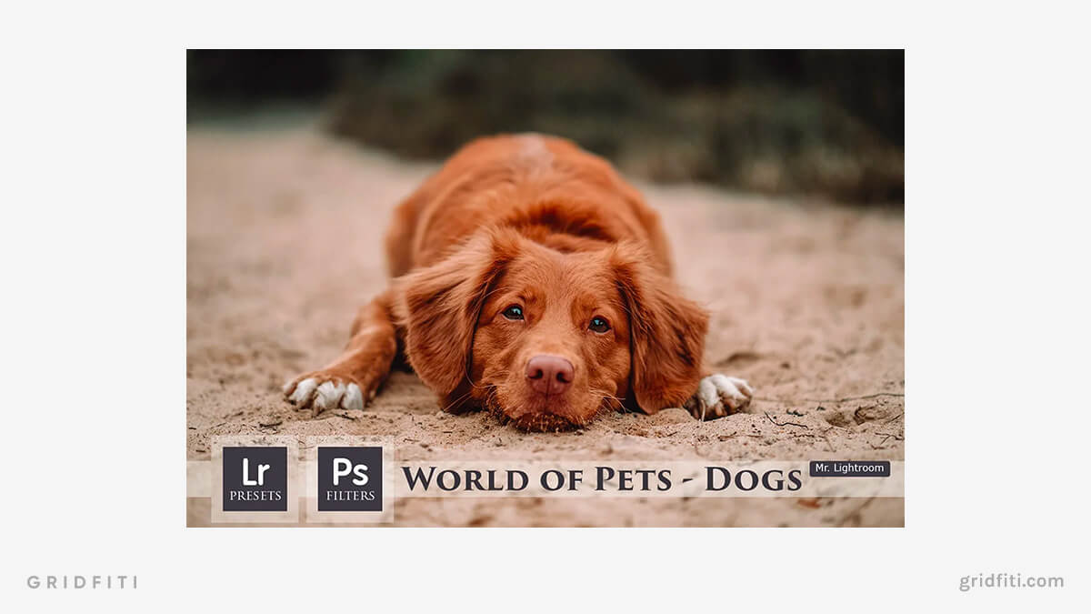 Dog Lightroom Presets